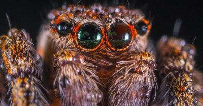 Stop scroll, big spider